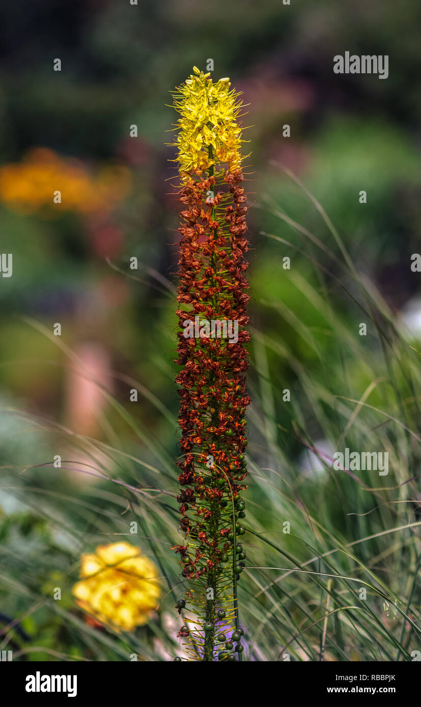 Extérieur couleur image floral d'une seule bougie / désert aplomb de la sétaire verte avec lily un arrière-plan flou jardin naturel pris,journée ensoleillée Banque D'Images