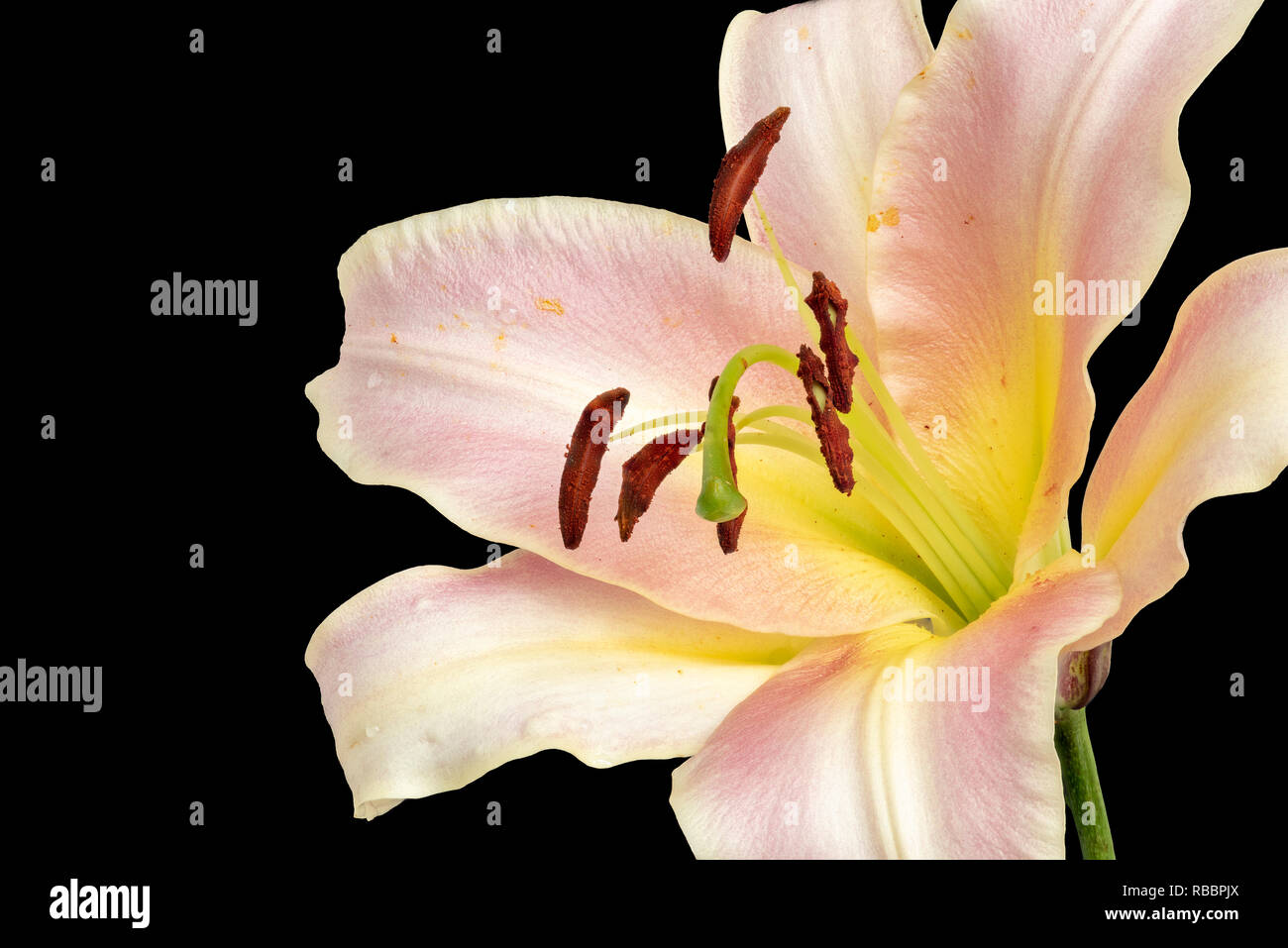 Fine Art Floral Coloré Lumineux De La Vie Toujours De L