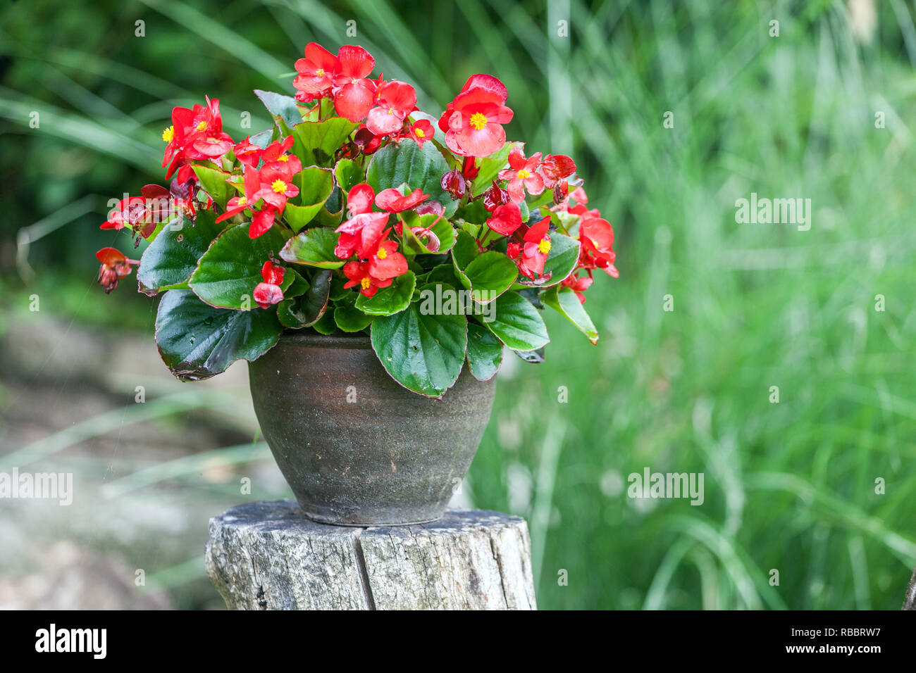 Begonia dans pot en céramique, jardin Banque D'Images