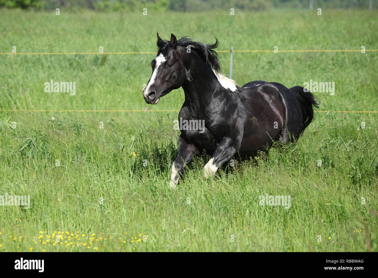Nice Paint horse stallion s'exécutant sur des pâturages Banque D'Images