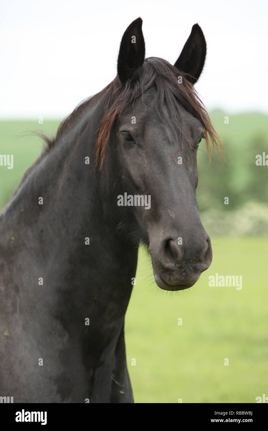 Portrait de cheval frison à la recherche sur les pâturages Banque D'Images