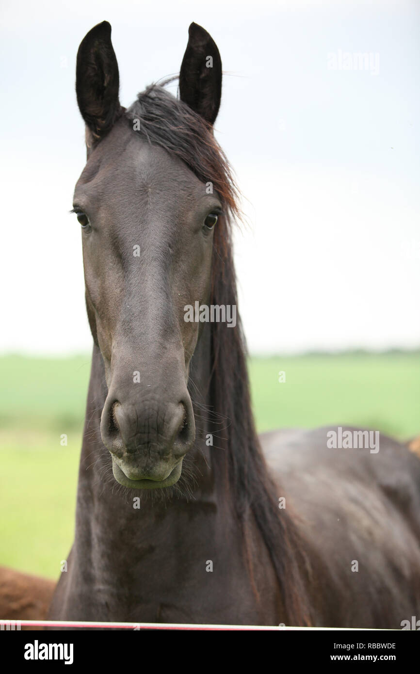 Cheval frison sur pâturages vous regarde Banque D'Images
