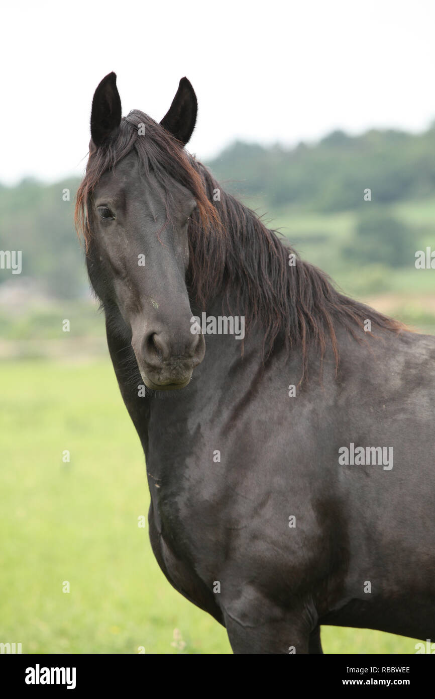 Portrait de beau cheval frison sur pâturages Banque D'Images