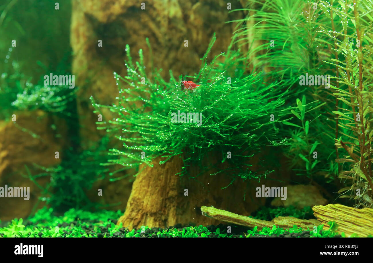 Paysage sous-marin d'un aquarium planté Banque D'Images