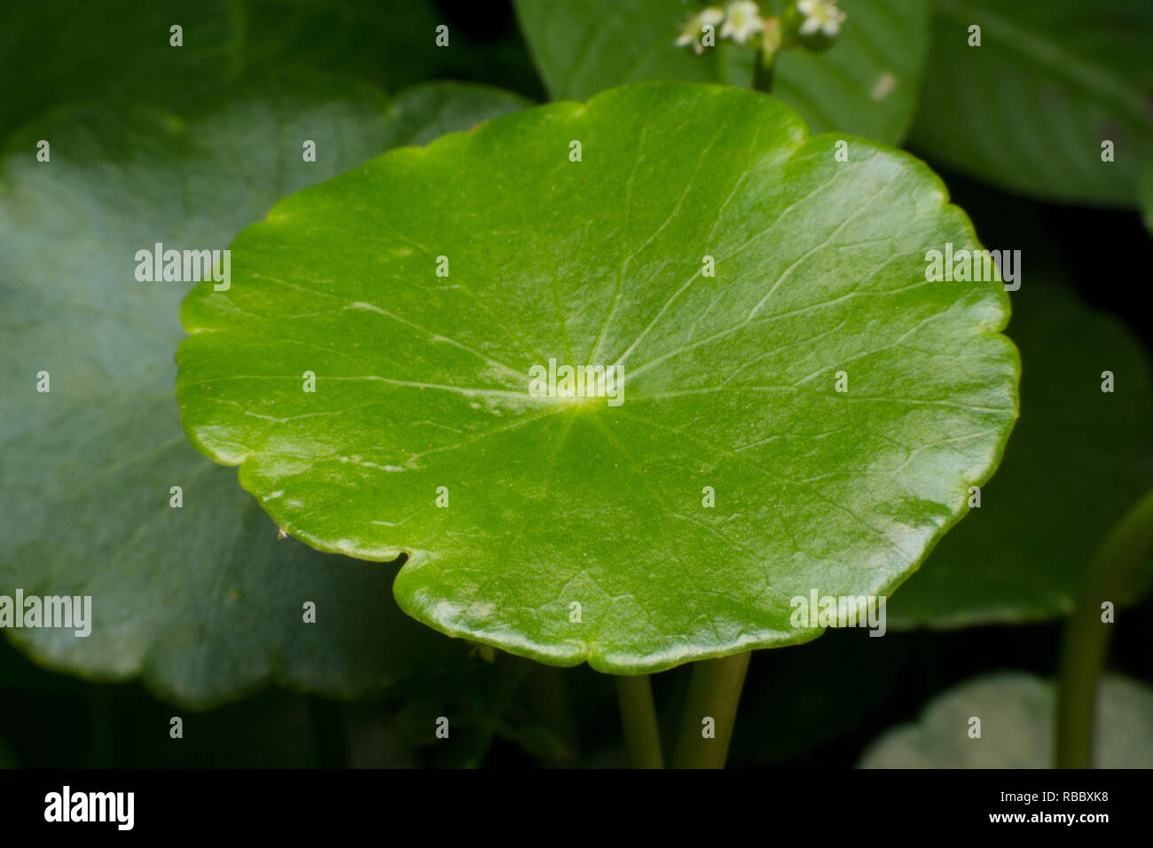 Close up de feuilles vertes de l'ombelle (asiatique vert , Centella asiatica Hydrocotyle umbellata L ou l'hydrocotyle à ombelle ) Banque D'Images