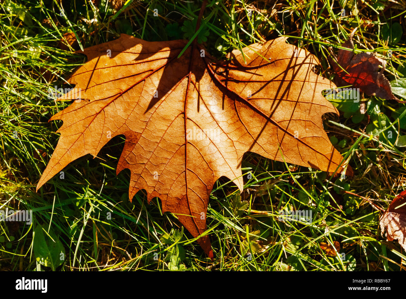 Belle feuille d'érable sycomore américain close up dans une journée ensoleillée ,couleurs d'automne Banque D'Images