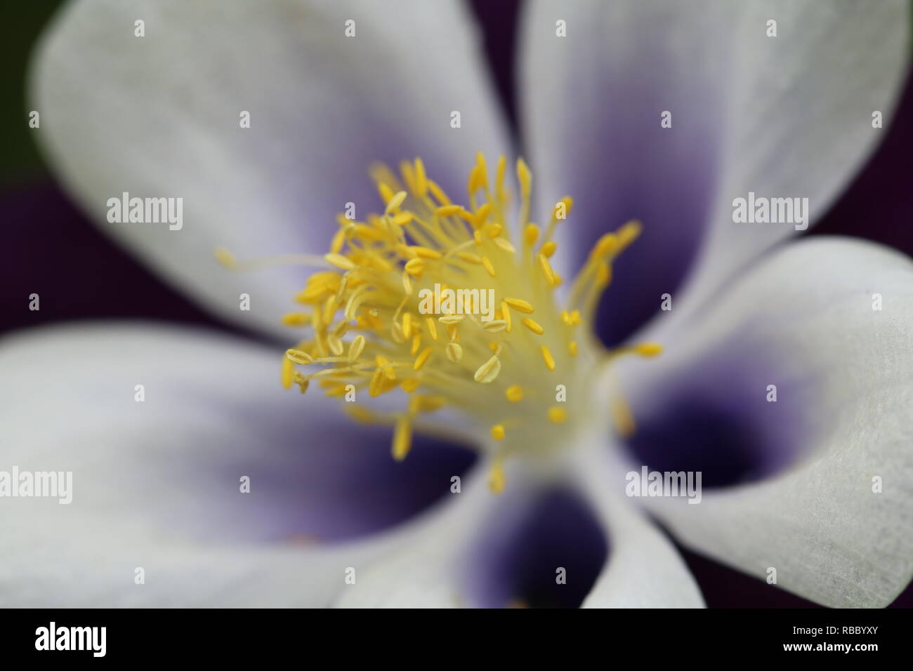 Aquilegia jaune violet Banque D'Images