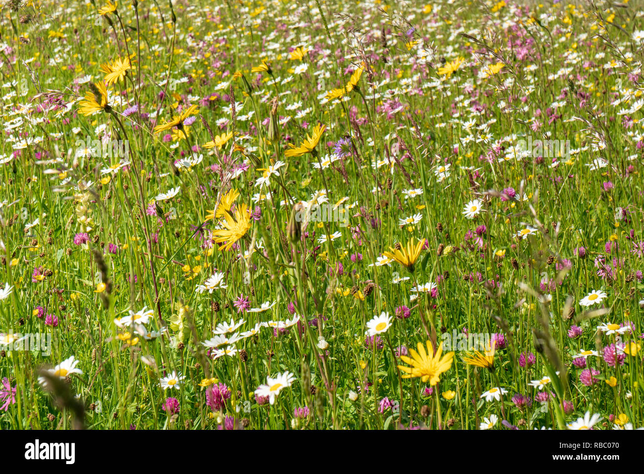 Close-up de fleurs dans le pré au printemps Banque D'Images Close-up de fleurs dans le pré au printemps Banque D'Images