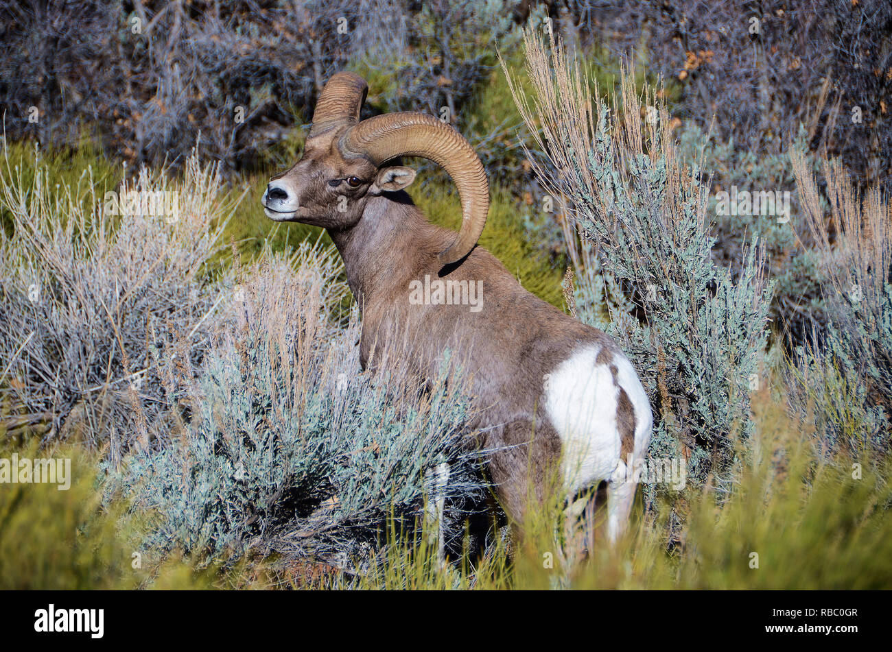 Rocky Mountain Big Horn Sheep in Zions Parc National, de l'Utah. Banque D'Images
