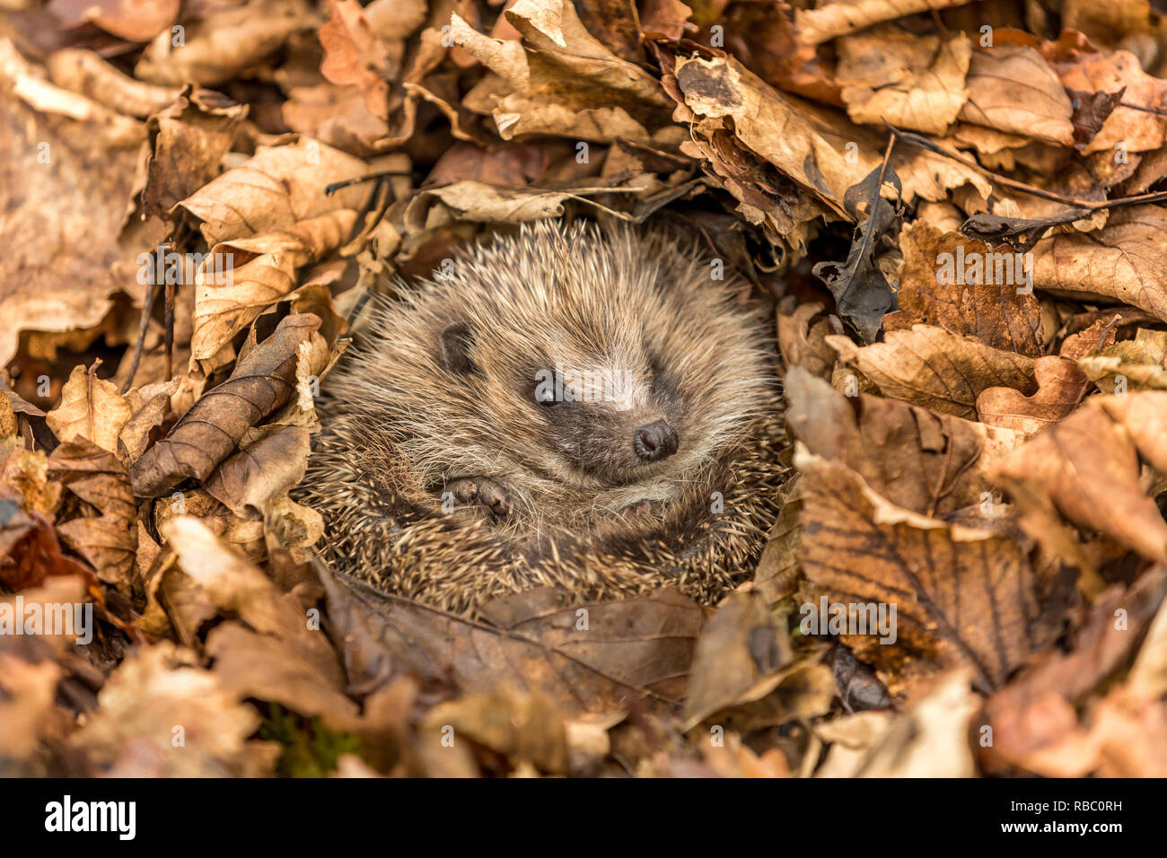 Hérisson en hibernation (nom scientifique : Erinaceus europaeus).  Indigènes, sauvages, hérisson, enroulé en boule et hibernant dans les  feuilles d'automne Photo Stock - Alamy