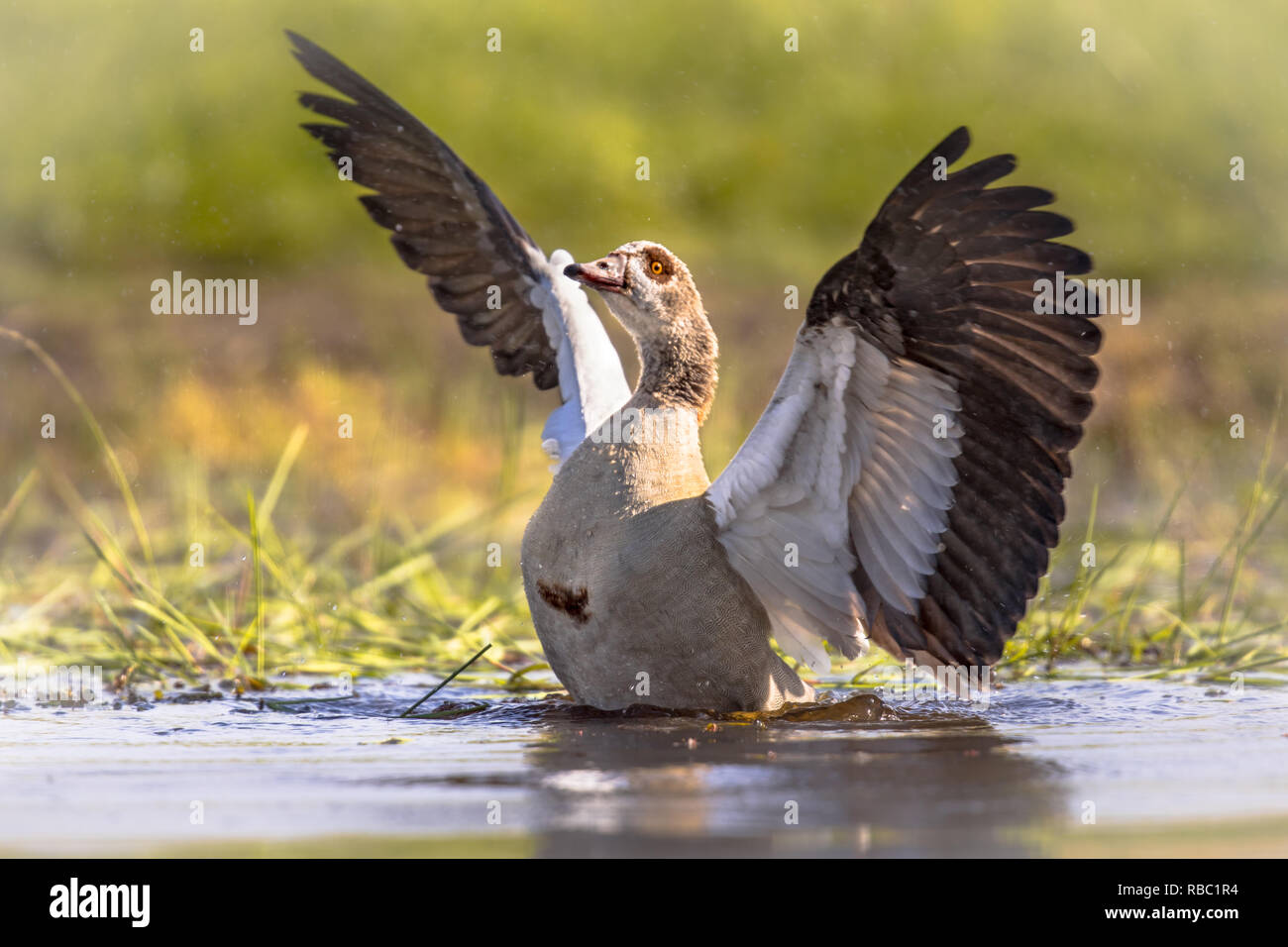 Egyptian goose (Alopochen aegyptiaca) un étalement des ailes et sur le point de s'envoler depuis la surface de l'étang. Cet oiseau est une espèce invasive problématique dans une grande partie de l'UE Banque D'Images