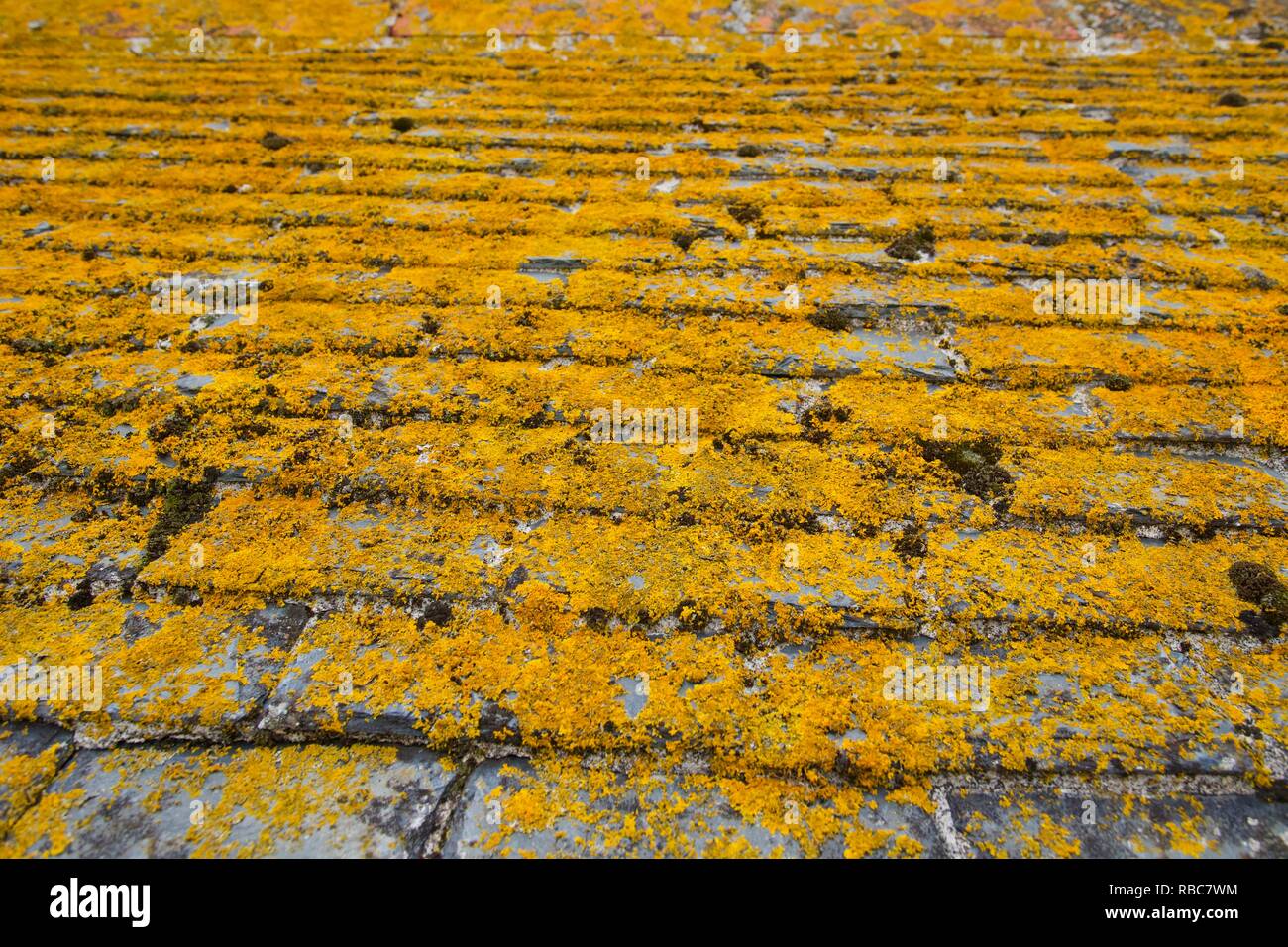 Lichen sur toit, Angleterre Banque D'Images