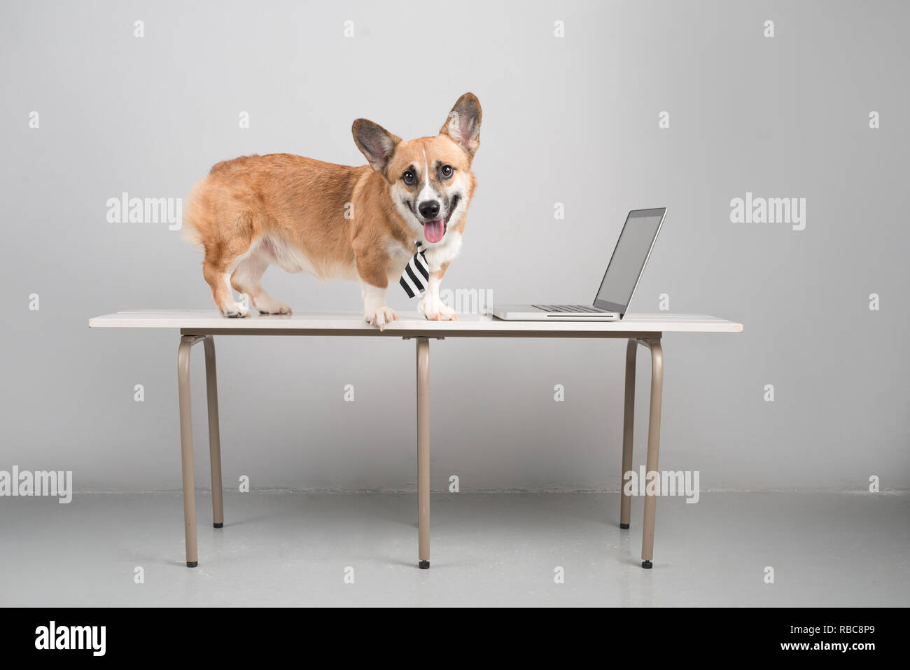 Concept d'affaires smart pet dog using laptop computer Banque D'Images