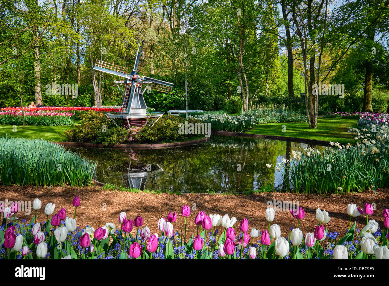 Jardin de fleurs Keukenhof. Lisse, aux Pays-Bas. Banque D'Images