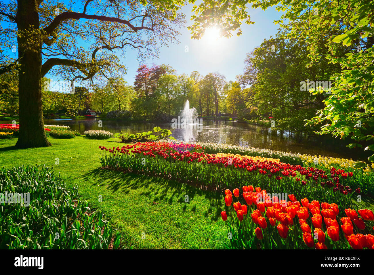 Jardin de fleurs Keukenhof. Lisse, aux Pays-Bas. Banque D'Images