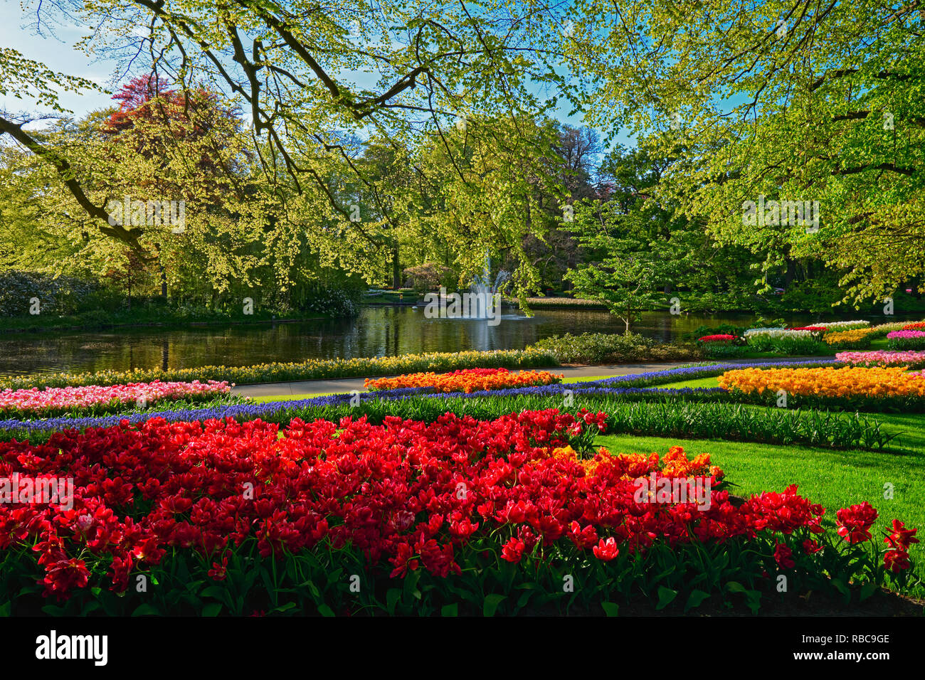Jardin de fleurs Keukenhof. Lisse, aux Pays-Bas. Banque D'Images