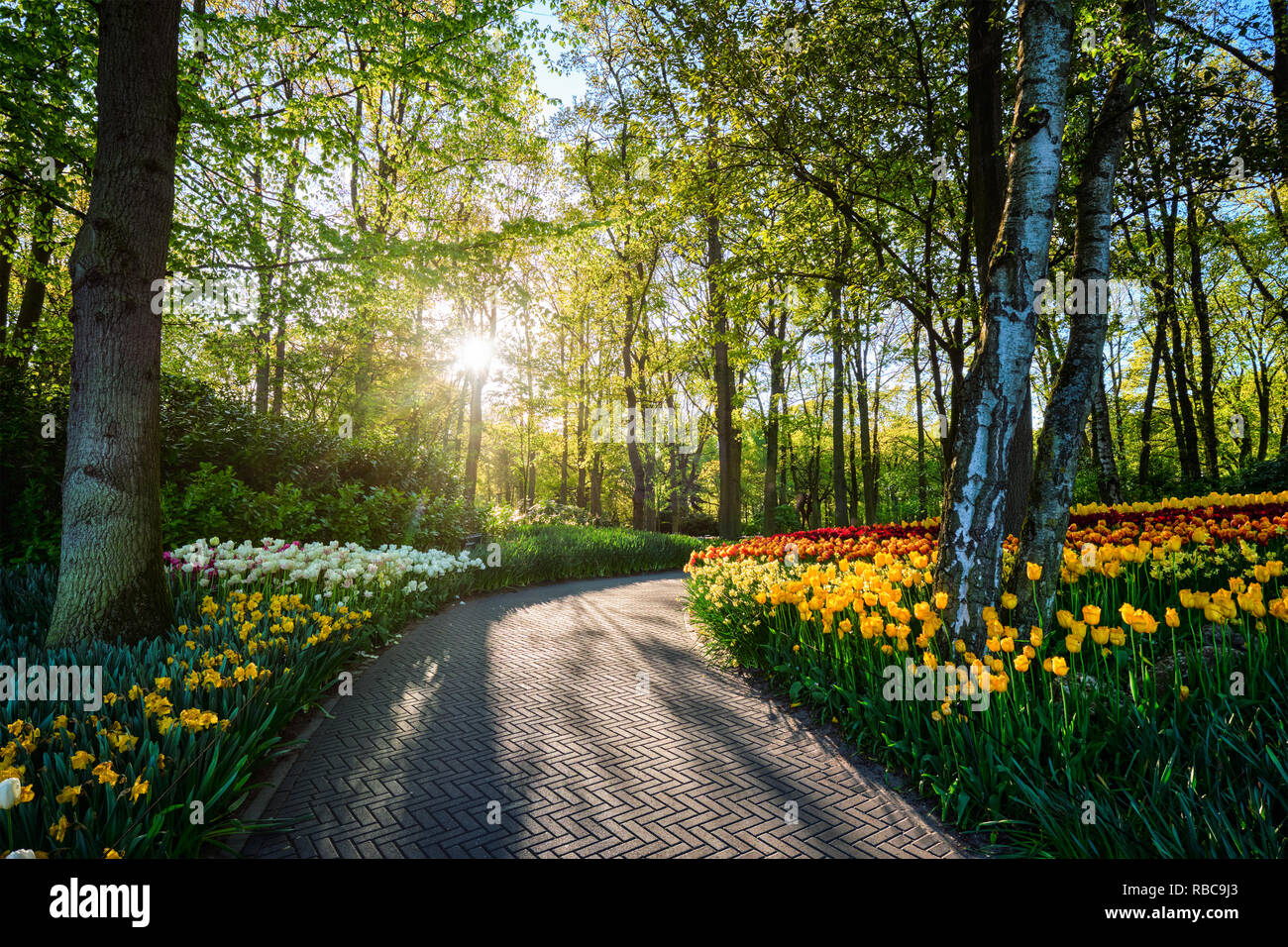 Jardin de fleurs Keukenhof. Lisse, aux Pays-Bas. Banque D'Images