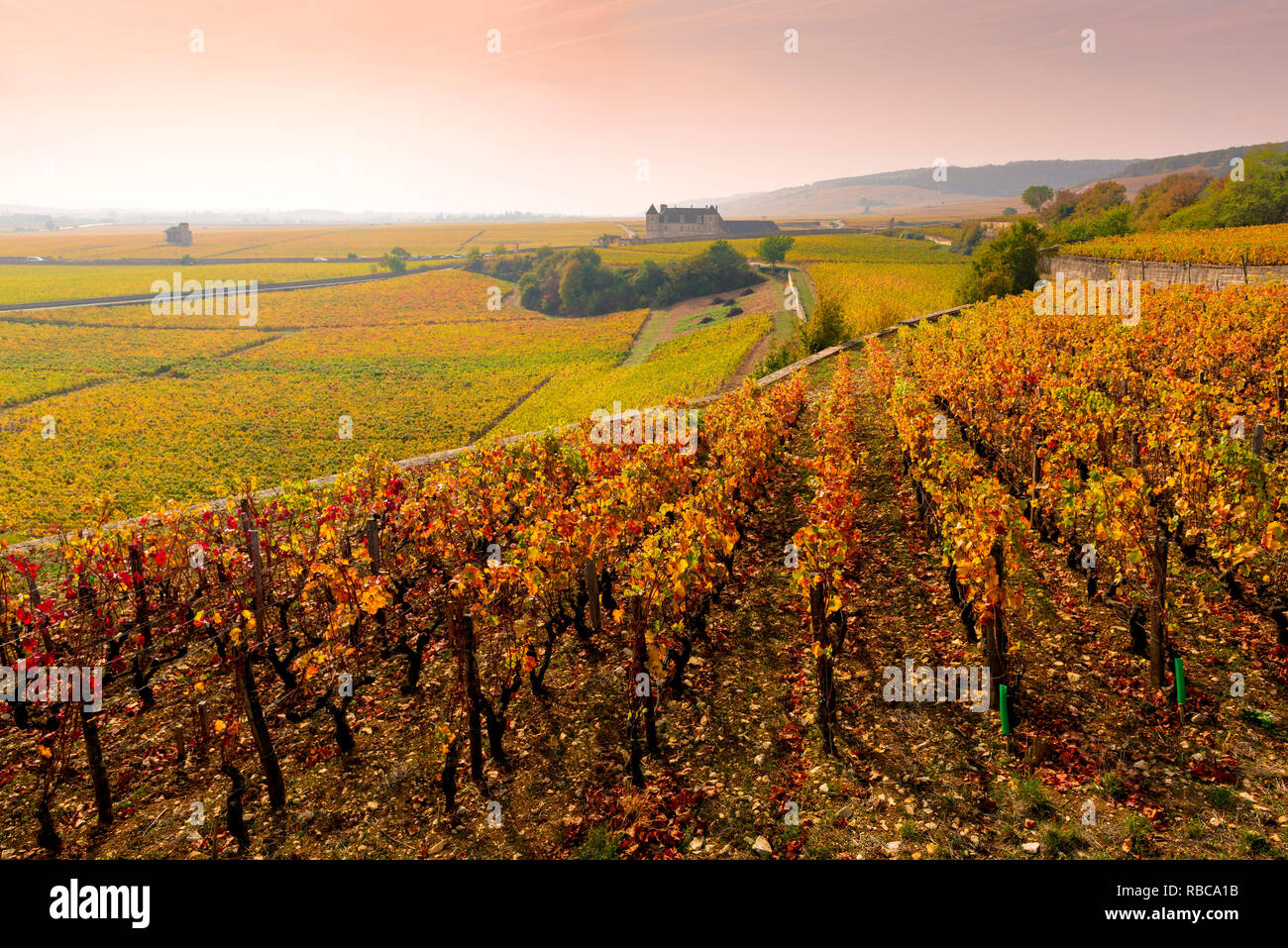 France, Bourgogne-Franche-comté, Bourgogne, Côte-d'Or, Vougeot. Le Clos de Vougeot et son vignoble. Banque D'Images France, Bourgogne-Franche-comté, Bourgogne, Côte-d'Or, Vougeot. Le Clos de Vougeot et son vignoble. Banque D'Images