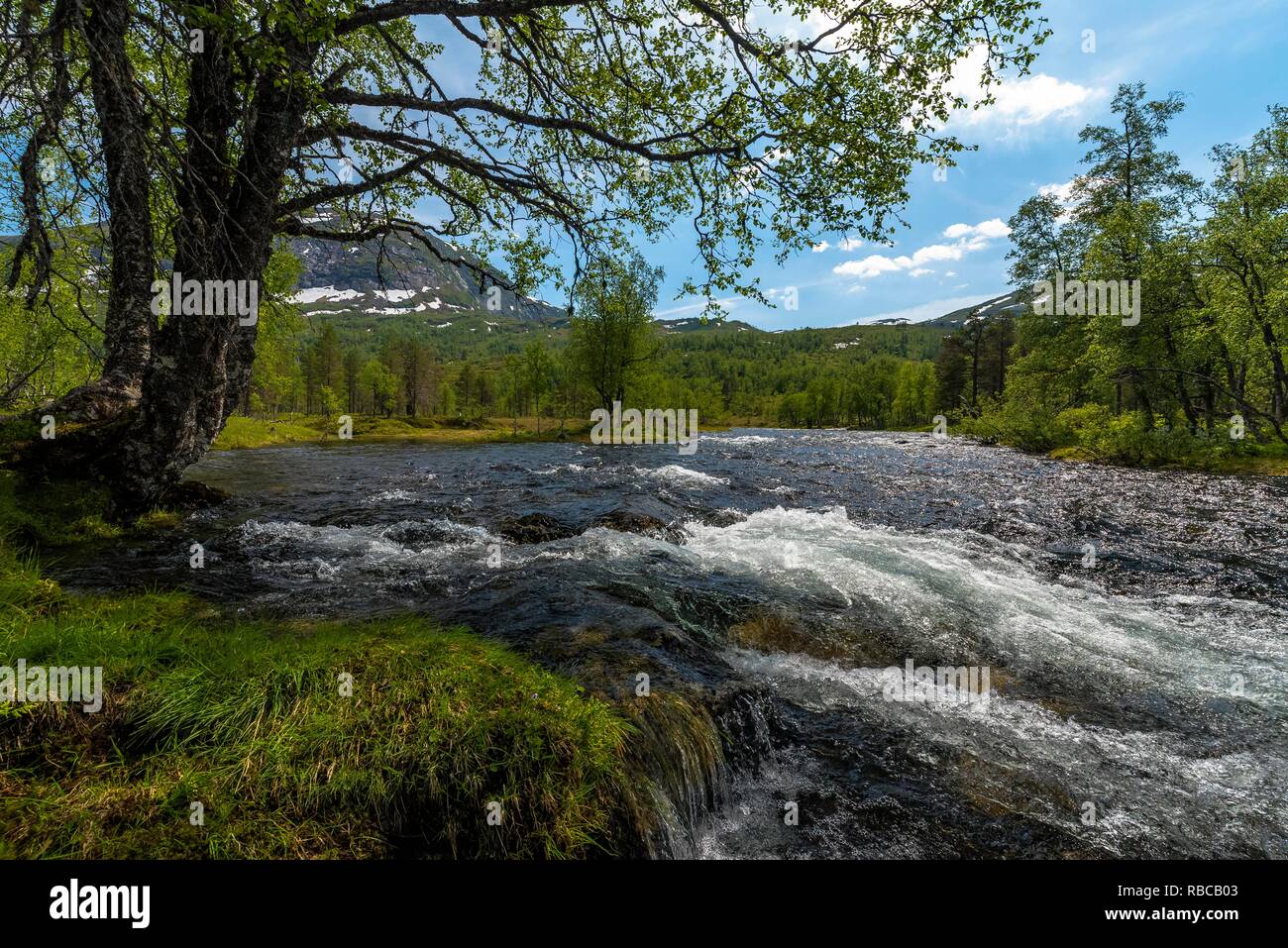 Un tir de flux orageux par une vallée verte sous le bouleau. La Norvège, autour de Vik. Banque D'Images