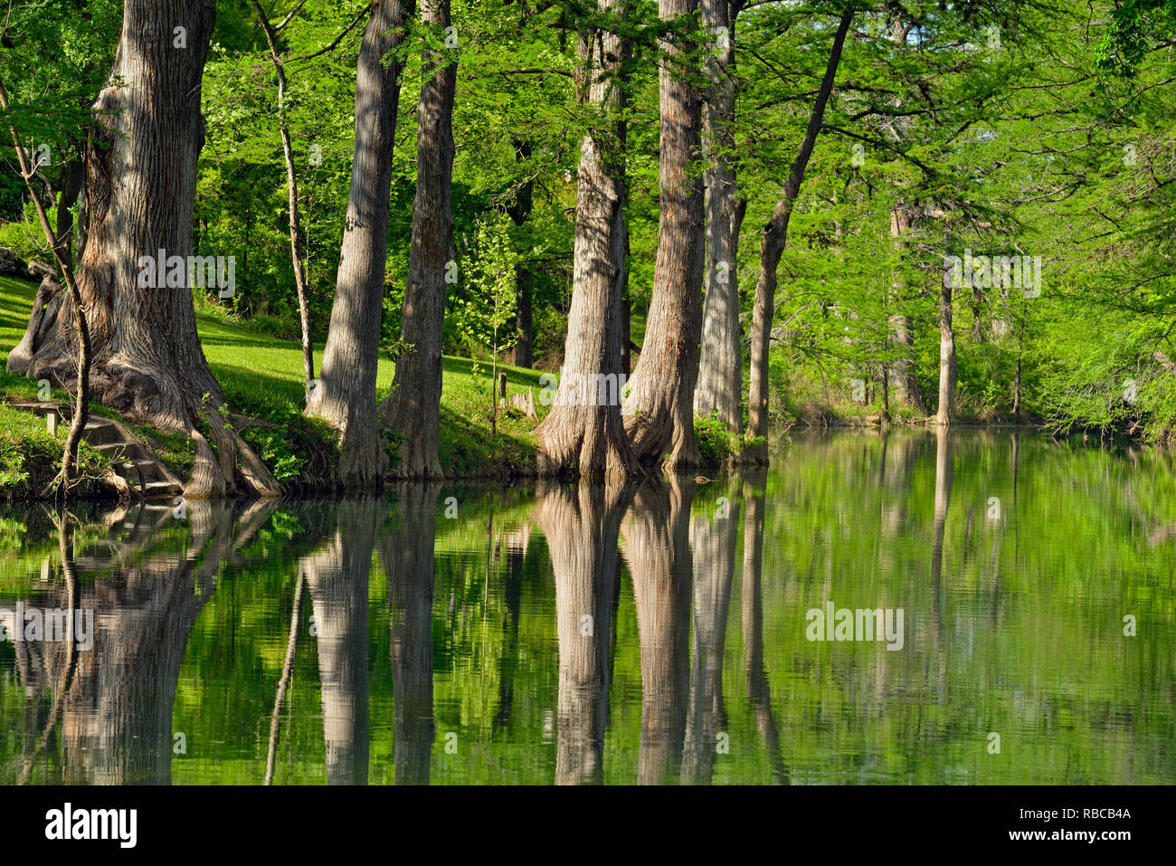 Onion Creek avec des cyprès, Hays County, Texas, USA Banque D'Images