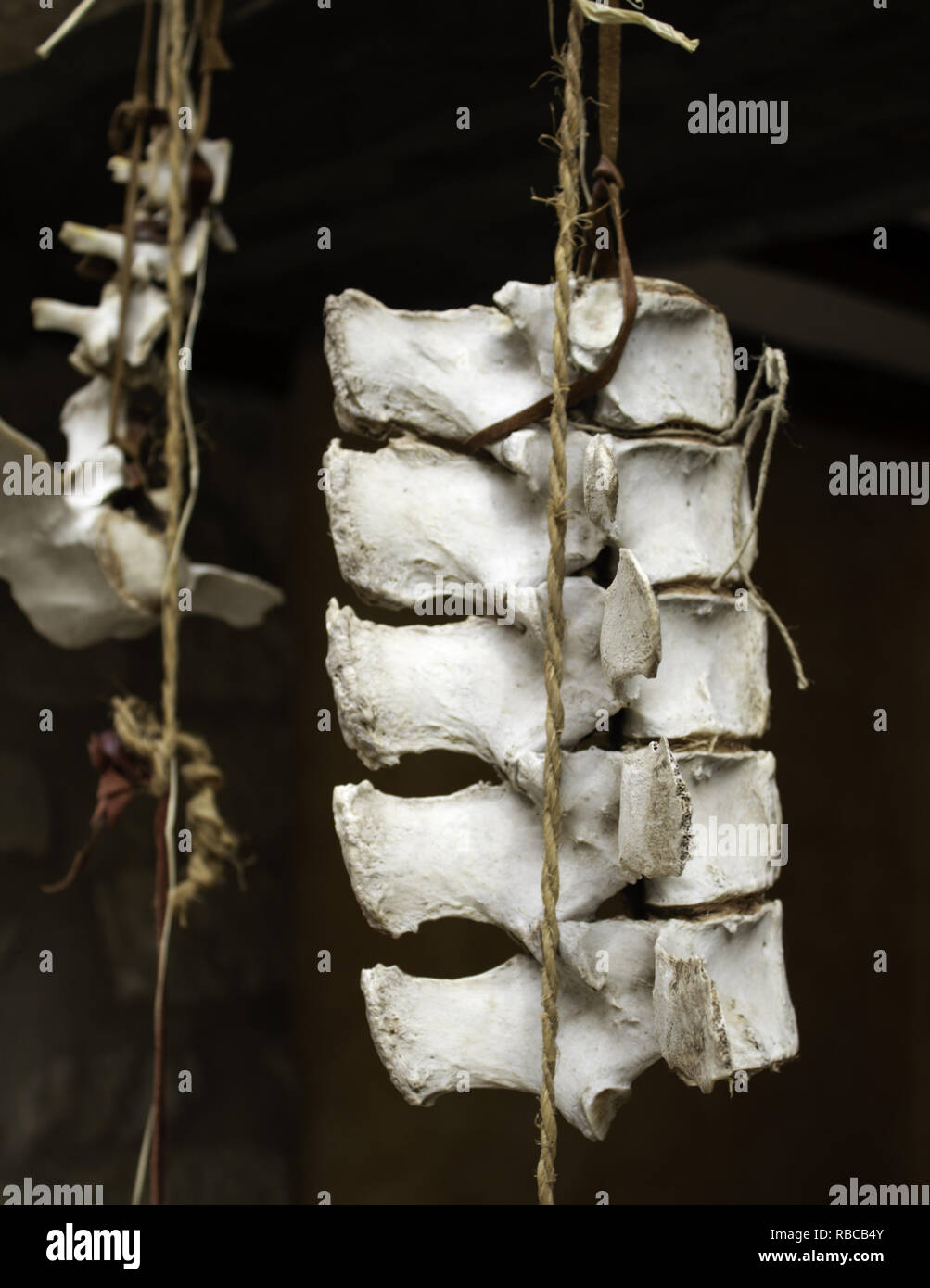 squelette-anatomie-ch-vre-banque-de-photographies-et-d-images-haute