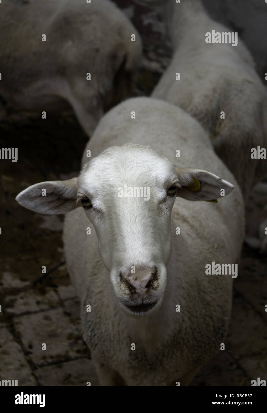 Clos de chèvre clôture dans la ferme des animaux, nature Banque D'Images