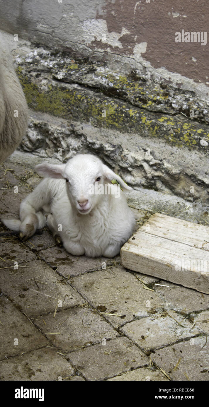 Clos de chèvre clôture dans la ferme des animaux, nature Banque D'Images