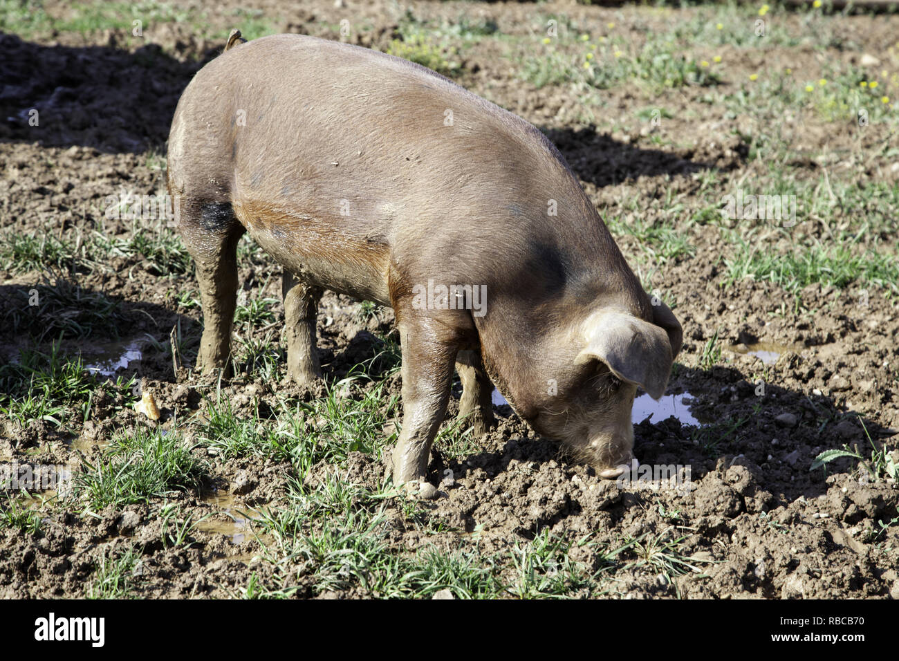Les porcs de la ferme des animaux, de la nature et de l'industrie alimentaire Banque D'Images