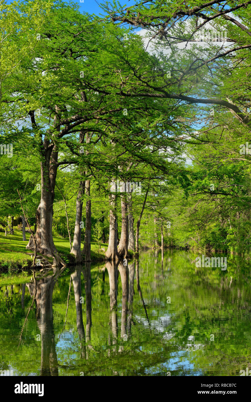 Onion Creek avec des cyprès, Hays County, Texas, USA Banque D'Images