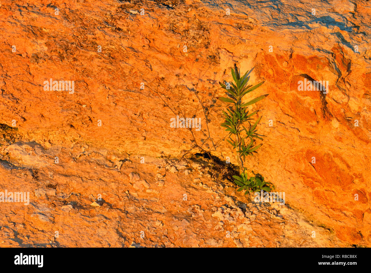 Les roches calcaires exposés avec plante le long des rives du lac Travis, Austin, Texas, USA Banque D'Images