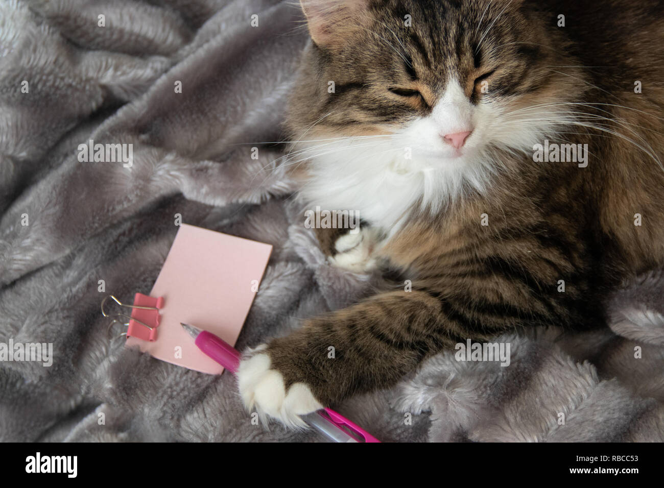 Doux moelleux de loucher grave cat dickey sur le blanc argent gris fausse fourrure pelucheuse fond rose couverture détient un stylo et rose clair autocollant avec bride métallique de la papeterie. Banque D'Images