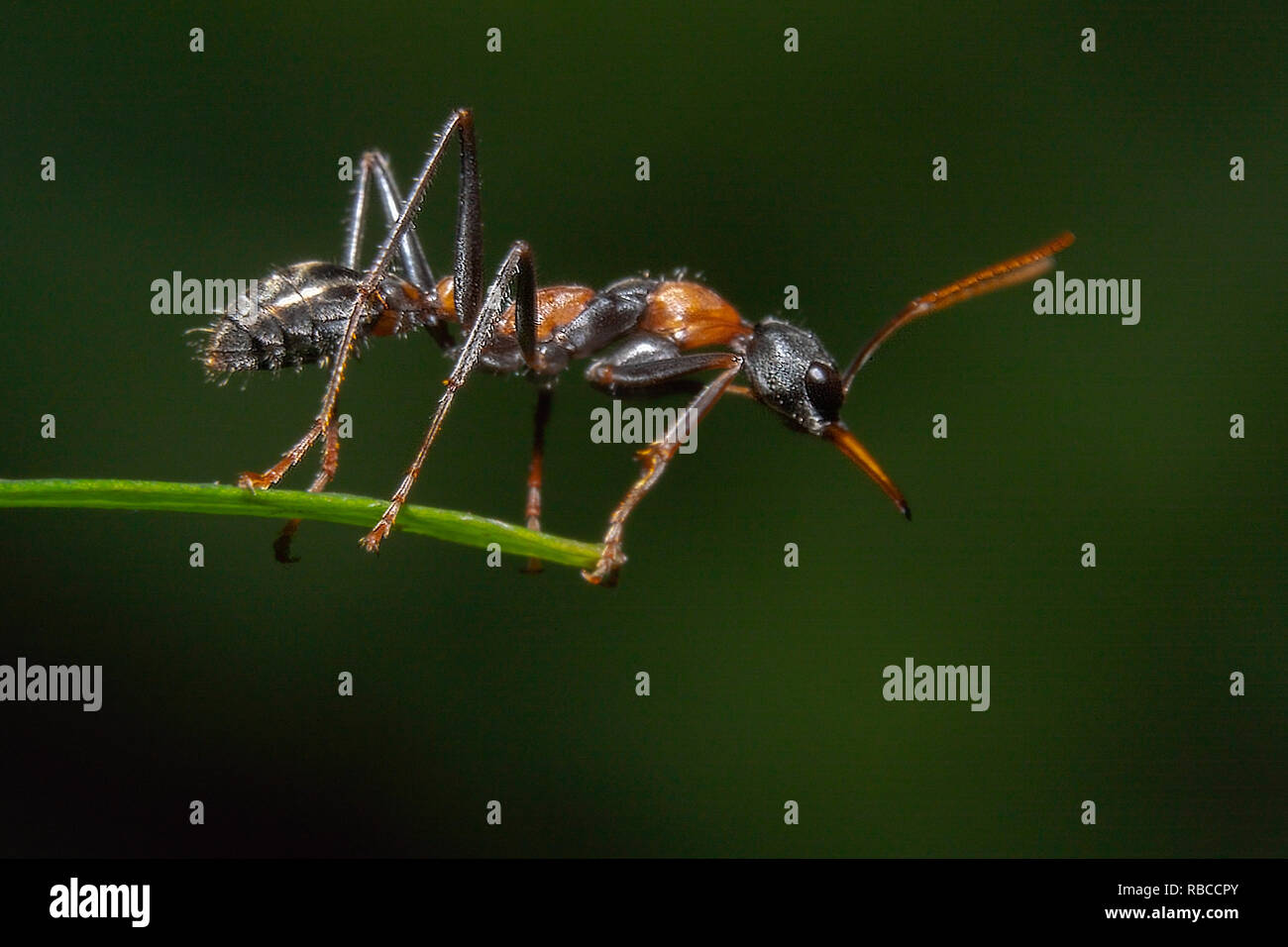 Ant-cavalier également connu sous le nom de jumping-jack Nom scientifique : Myrmecia-nigrocincta sur le point de vue du côté de saut Banque D'Images