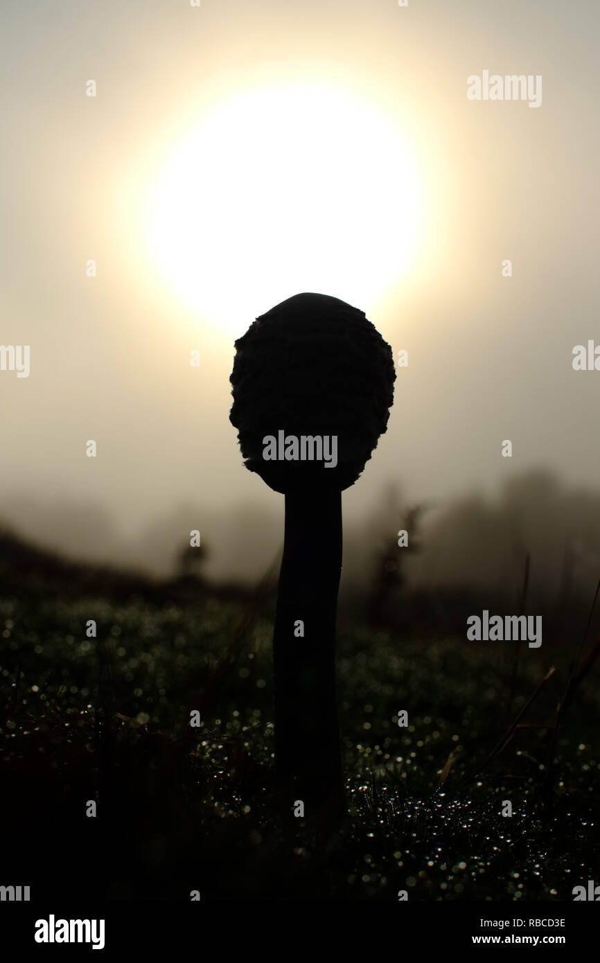 Coulemelle (Macrolepiota procera funghi) Banque D'Images