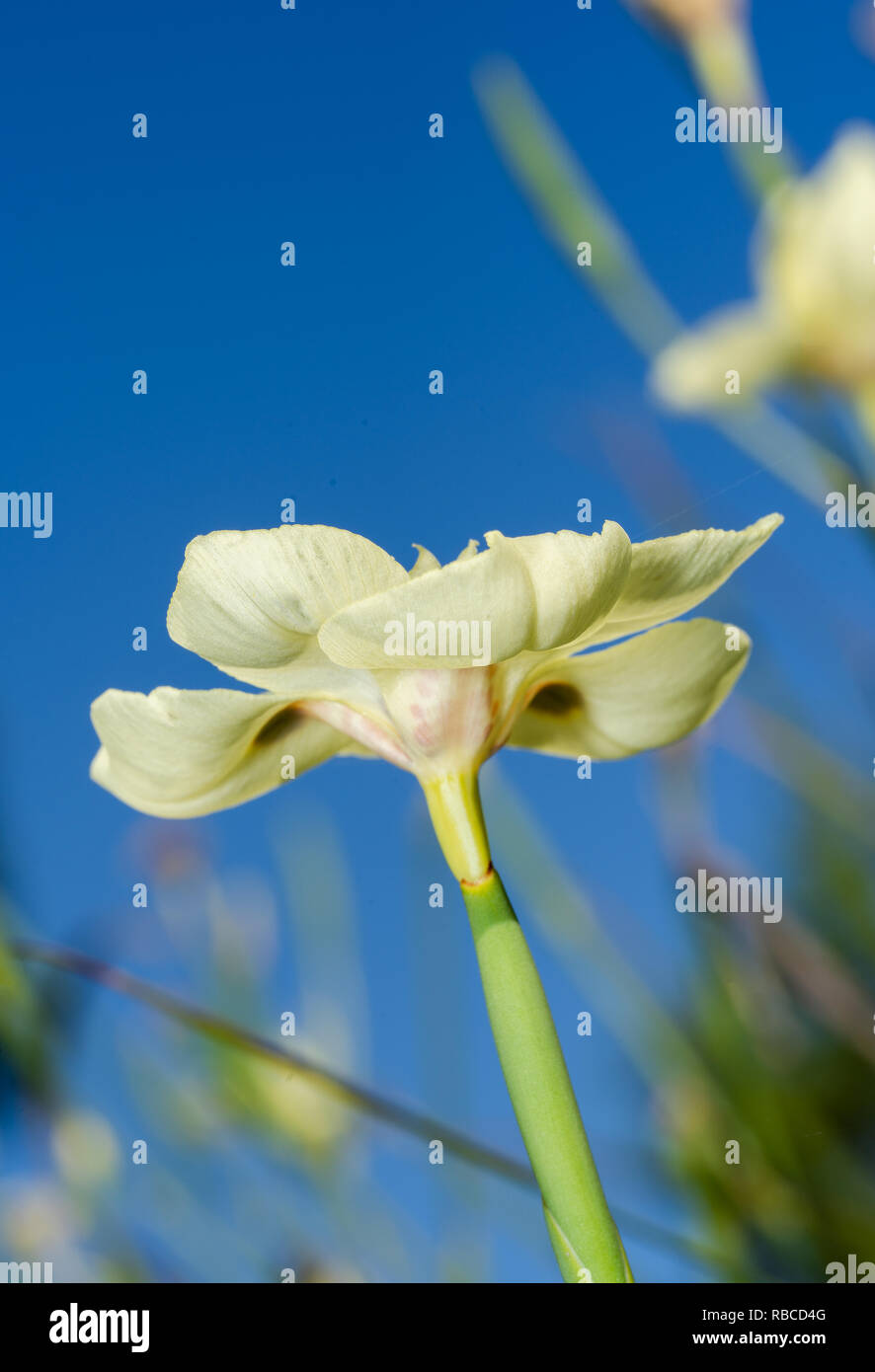 Dietes bicolor - Afrique jaune fleur Iris avec tige Banque D'Images