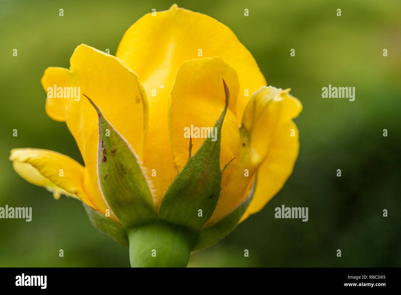 Blooming Rose jaune avec un fond vert Banque D'Images