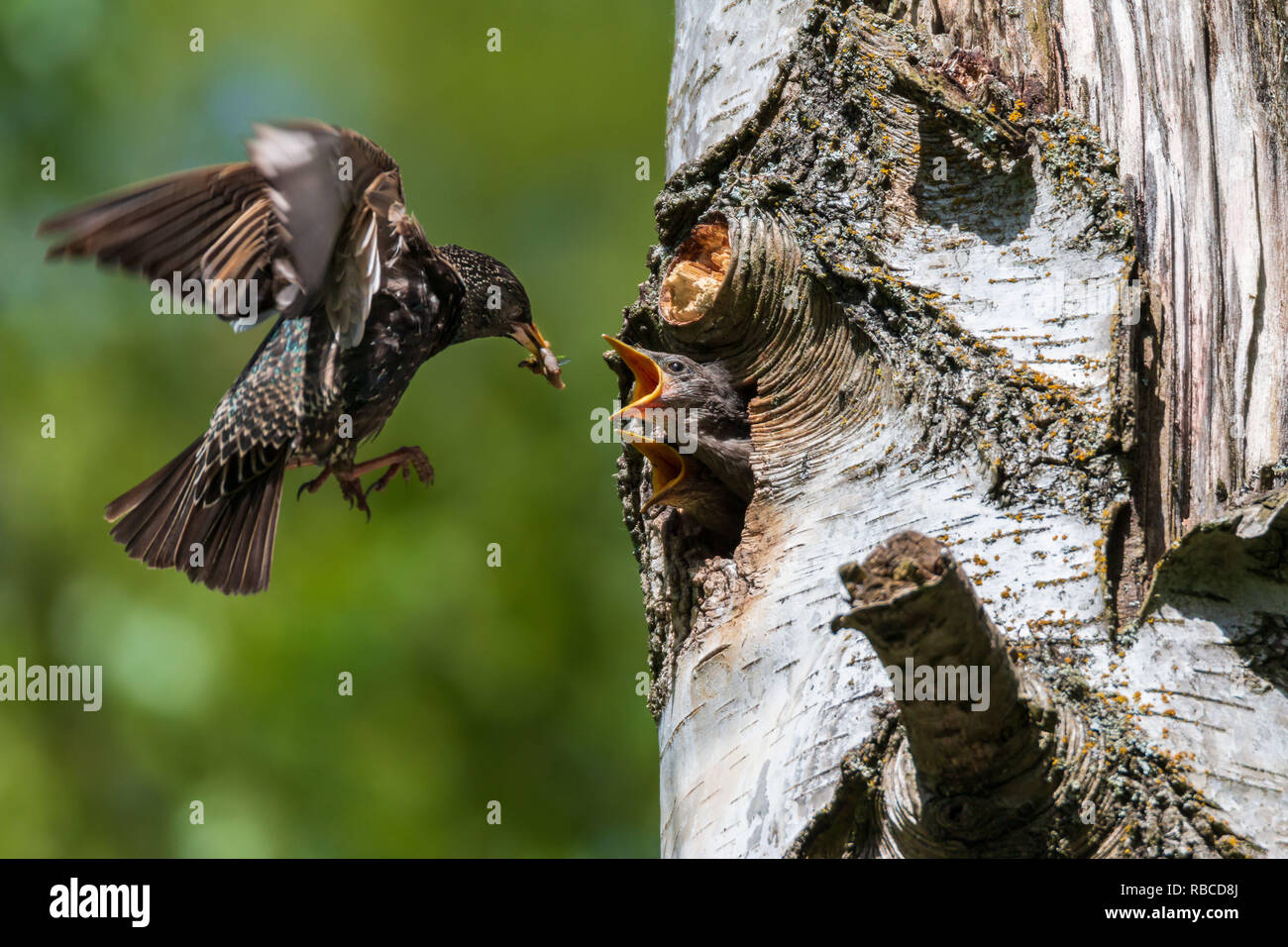 Starling nourrir ses bébés affamés Banque D'Images