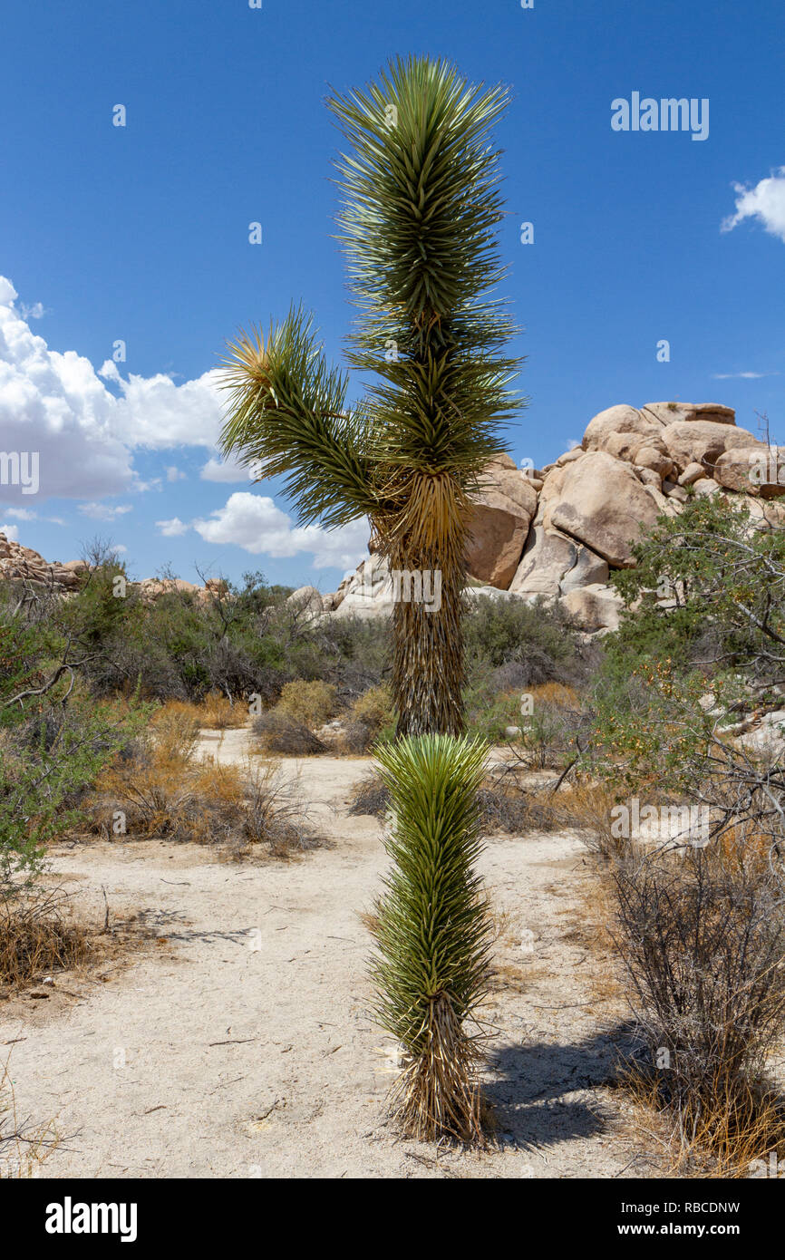 Un jeune Joshua tree dans le Barker Dam, du Parc National de Joshua Tree, California, United States. Banque D'Images