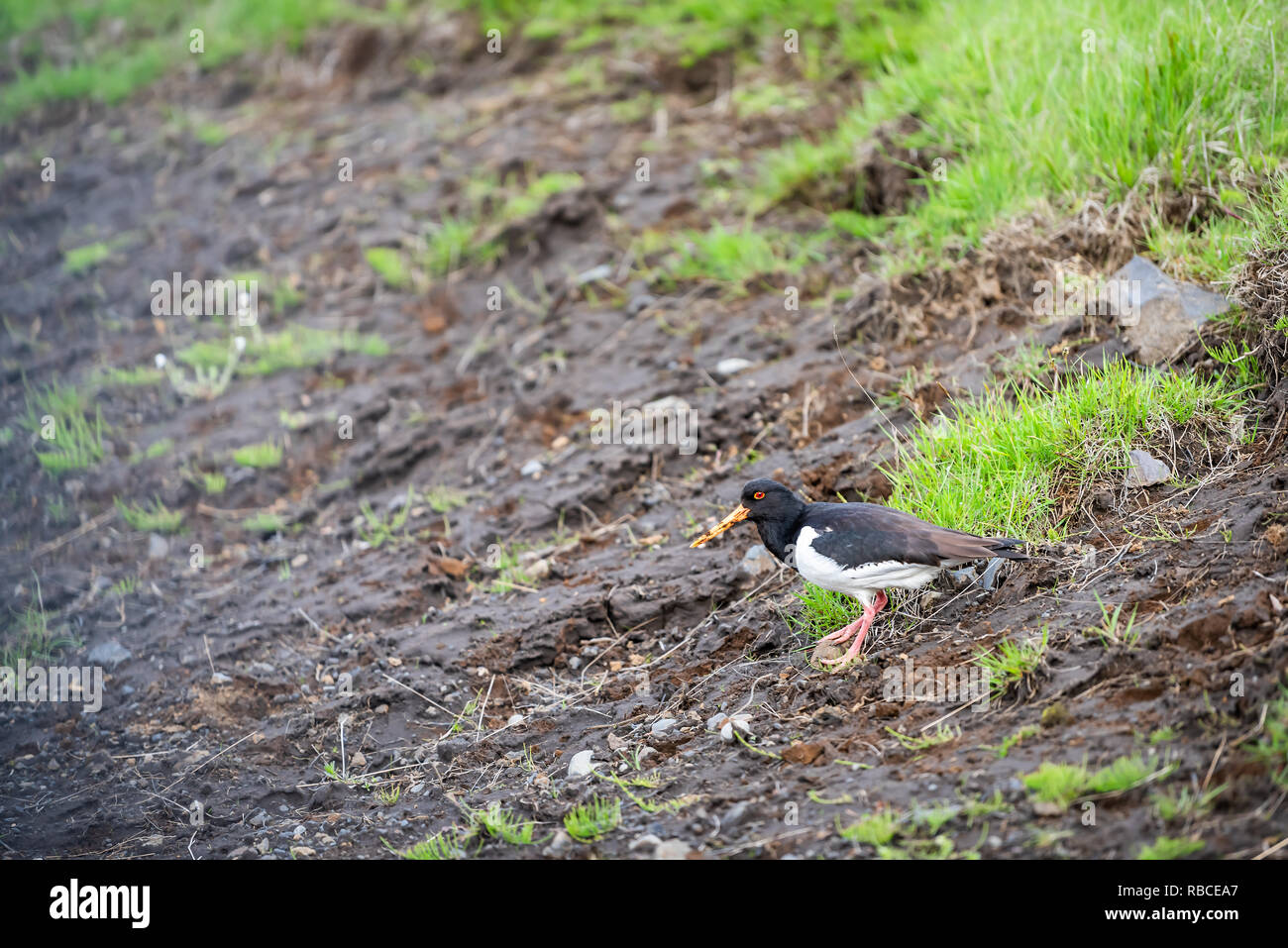 Paysage d'Islande avec un Haematopus ostralegus Huîtrier pie oiseau noir avec des yeux rouges et jaunes bill debout près de l'herbe verte en été sur le sol pour que Banque D'Images