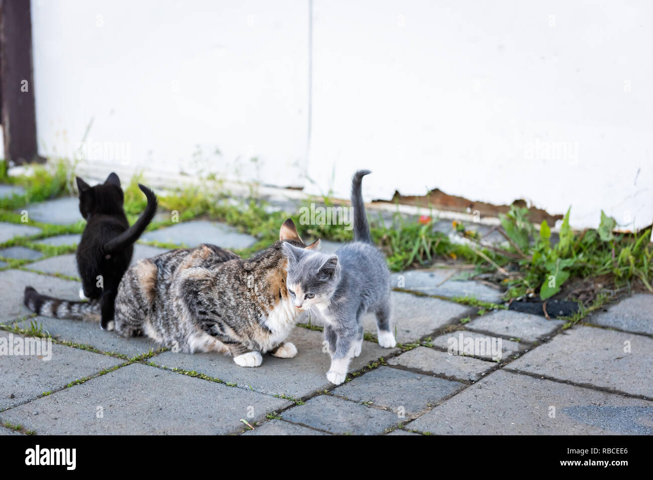 Mère Calico cat ferme errants et les petits chatons gris et noir à l'extérieur près de frottement collage farm house building sur la rue Banque D'Images