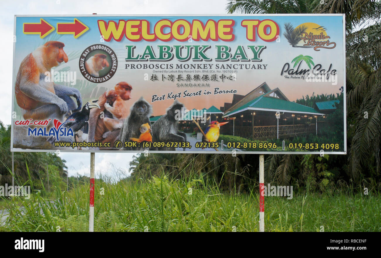 Labuk Bay pour signer de singes Proboscis, Labuk Bay (Sandakan), Sabah (Bornéo), Malaisie Banque D'Images