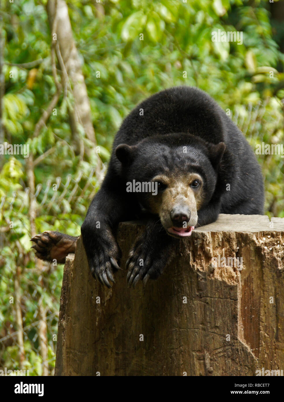Ours malais reposant sur souche d'arbre au centre de conservation des ours malais, Sandakan, Sabah (Bornéo), Malaisie Banque D'Images