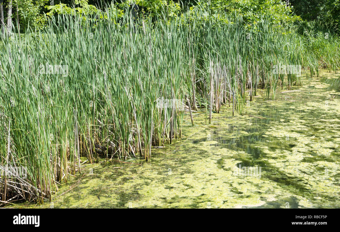 Les herbes sauvages et les algues sur l'eau du lac à l'Herrick Lake Nature préserver à Wheaton, Illinois Banque D'Images