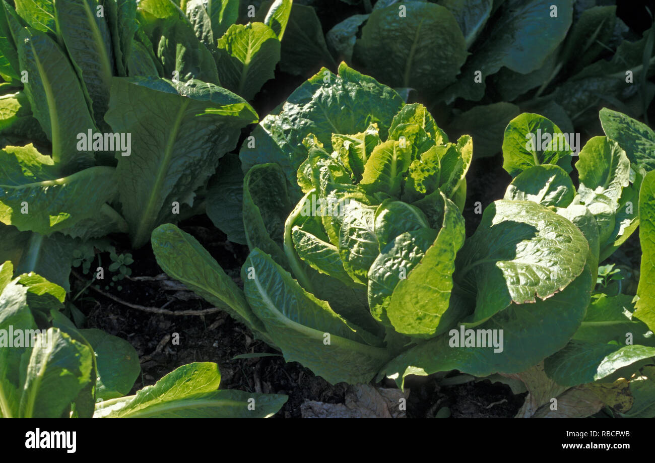 Les laitues EN BONNE SANTÉ DE PLUS EN POTAGER Banque D'Images