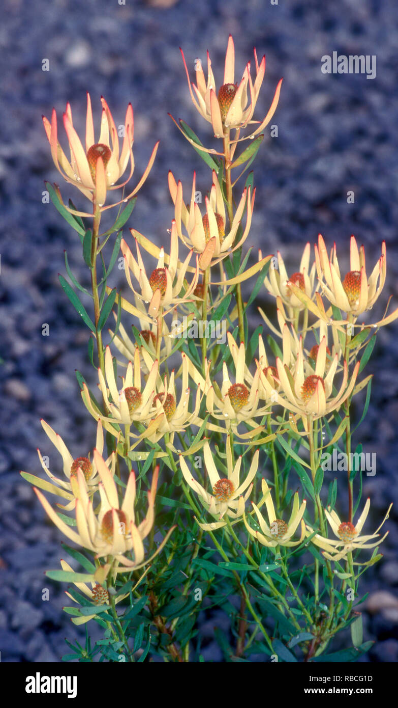 LES FLEURS JAUNES DE LEUCADENDRON (BRACTÉES) COMMUNÉMENT APPELÉES FLEURS EN CÔNE OU CONEBUSH SONT POPULAIRES COMME FLEURS COUPÉES EN AUSTRALIE. Banque D'Images