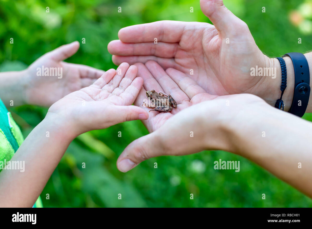 La grenouille est assis sur ses mains. Découverte pour enfants Banque D'Images