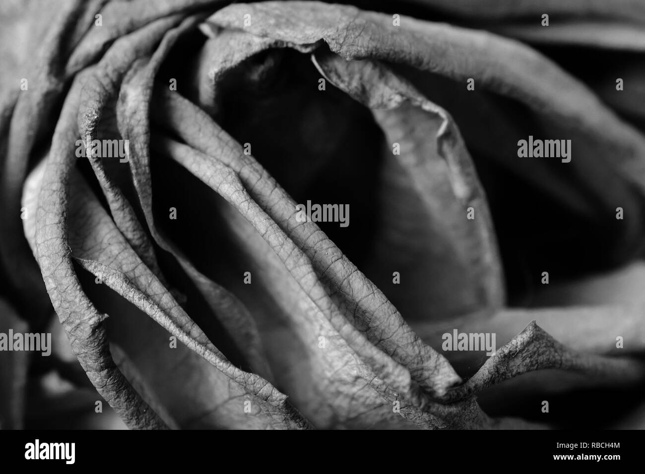 Détails de rose pâle. Le noir et blanc Banque D'Images