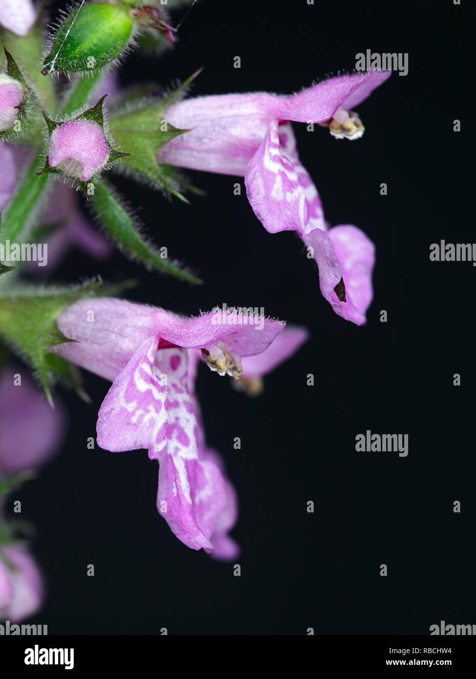 Stachys palustris Marsh woundwort, connu sous le nom de marais, hedgenettle, hedge-l'ortie Banque D'Images