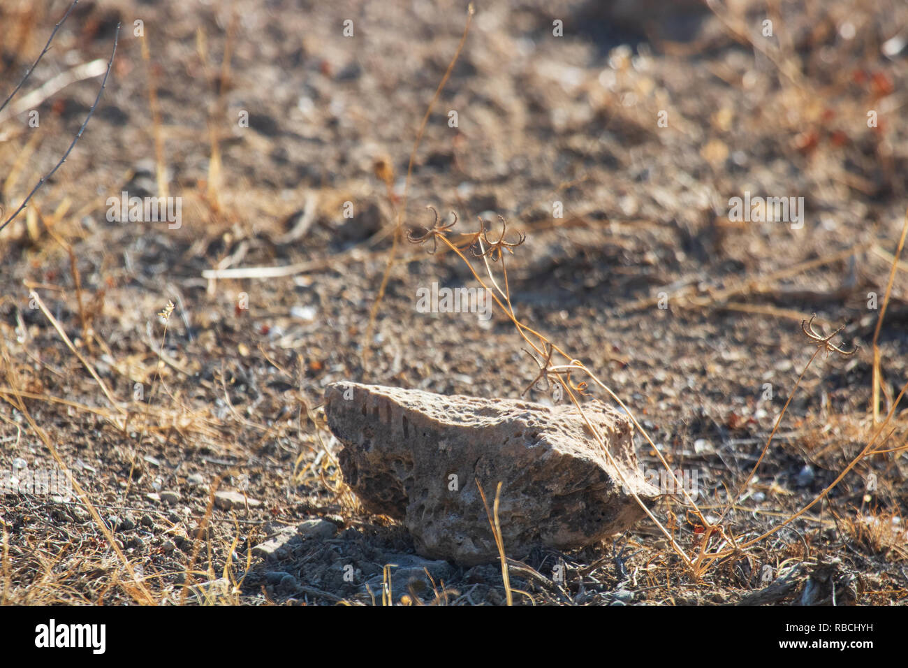 Un fossile pierre sur le Kaboodan island, la première plus grande île du lac Urmia Banque D'Images Un fossile pierre sur le Kaboodan island, la première plus grande île du lac Urmia Banque D'Images