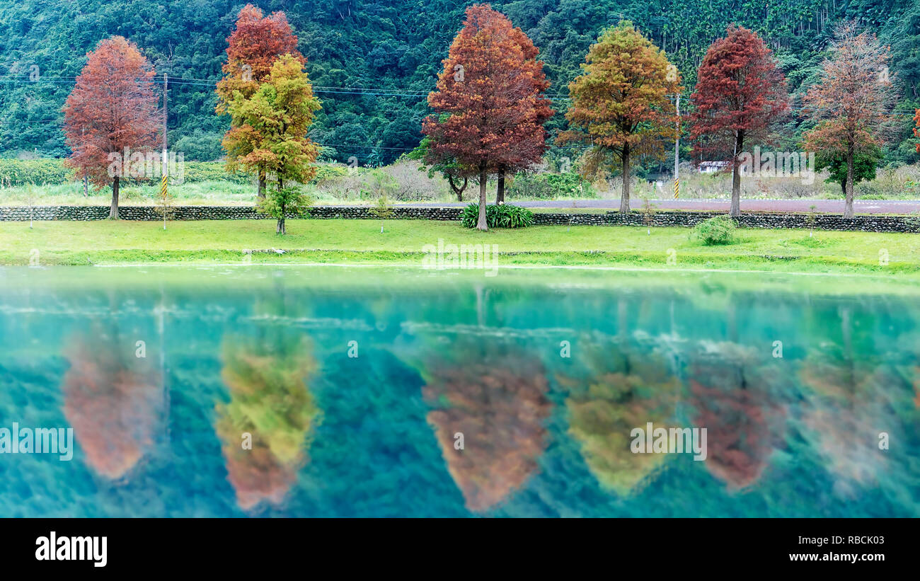 Le blad classique scène du cyprès chauve cyprès de Taiwan, Taiwan réflexion Banque D'Images