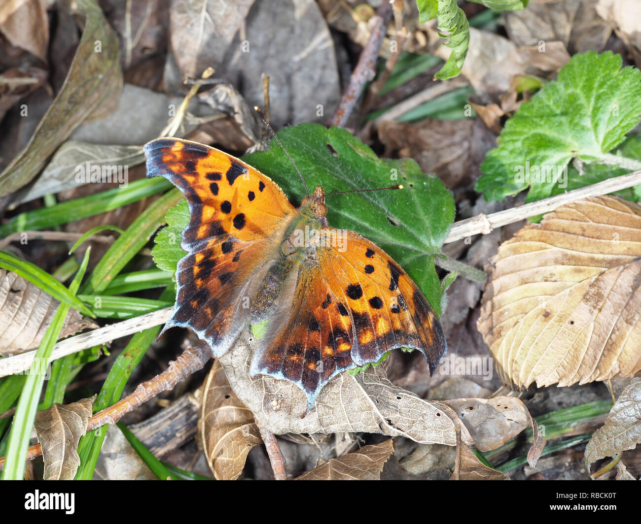 Polygonia interrogationis, la question de la marque butterfly, en novembre à New York, USA Banque D'Images